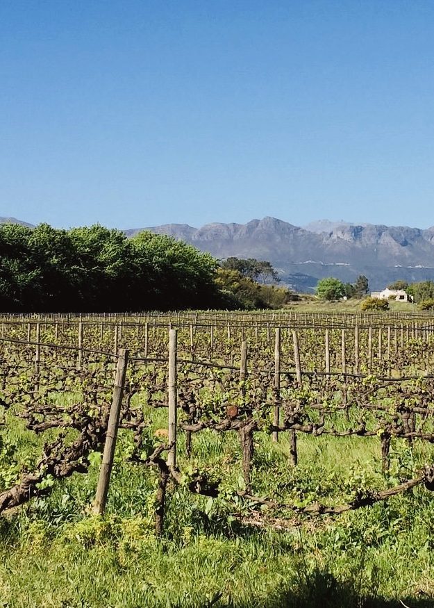 Klein Parys Vineyards vineyard rows with Paarl Mountain, Agter Paarl wine estate