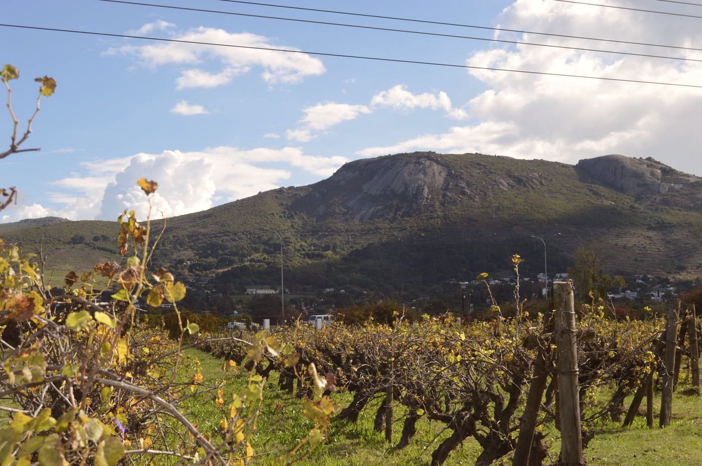 Klein Parys vineyards with Paarl Mountain, Agter Paarl wine estate